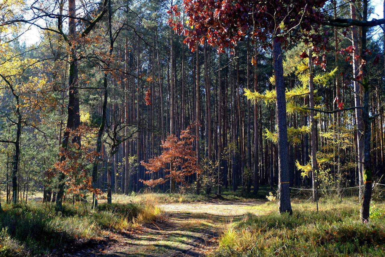 Serene autumn forest scene with vibrant foliage and a sunlit path.